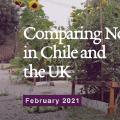 A garden in Chile with a lot of sunflowers