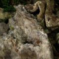 Some old sheep wool - Gardening