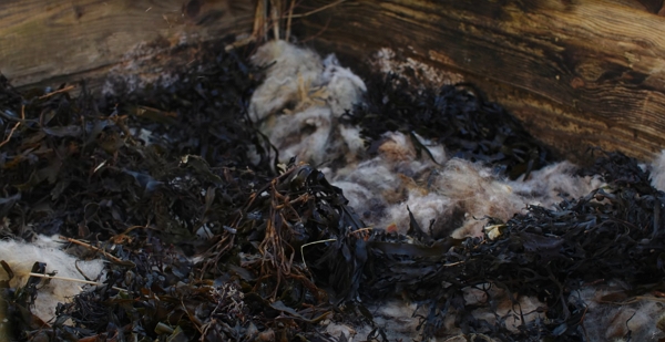 Seaweed on some wool in a wood compost bin