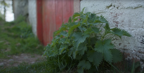 A patch of nettles