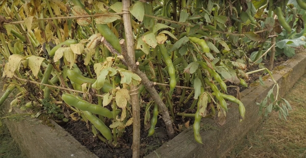 Broad beans