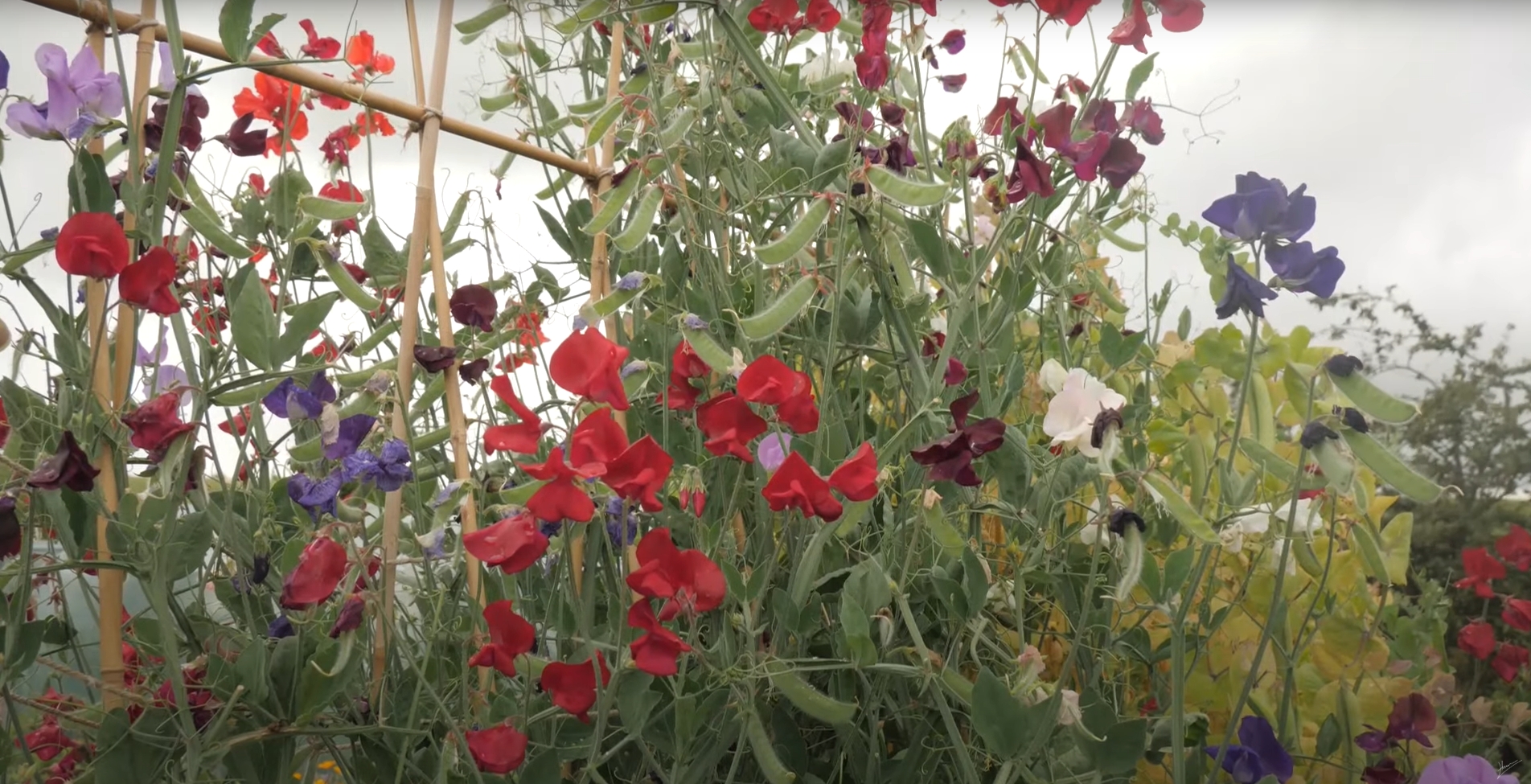 Several varieties of flowering sweet peas