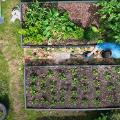 Someone watering a path between 2 garden beds