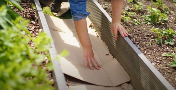 Huw applying cardboard in a path