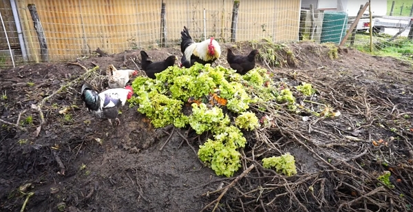 Chicken feasting on old lettuces