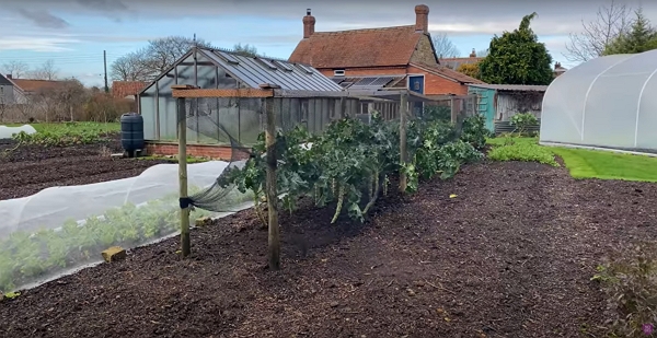 Cabbage under a wood structure with a bird net