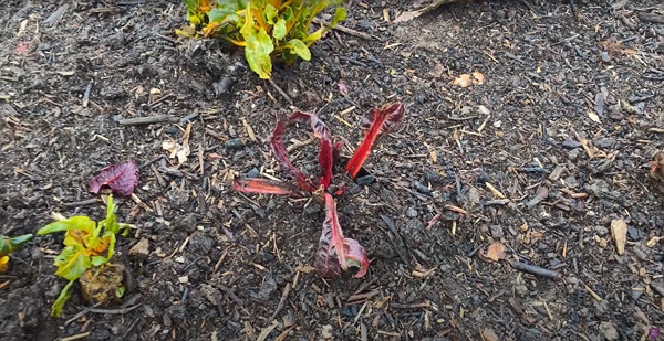 Swiss chard probably eaten by a deer