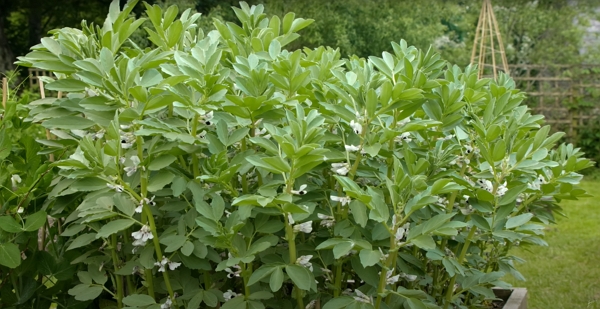 Broad beans flowering