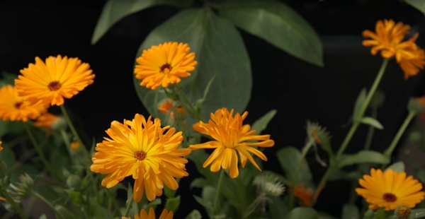 Calendula flowers