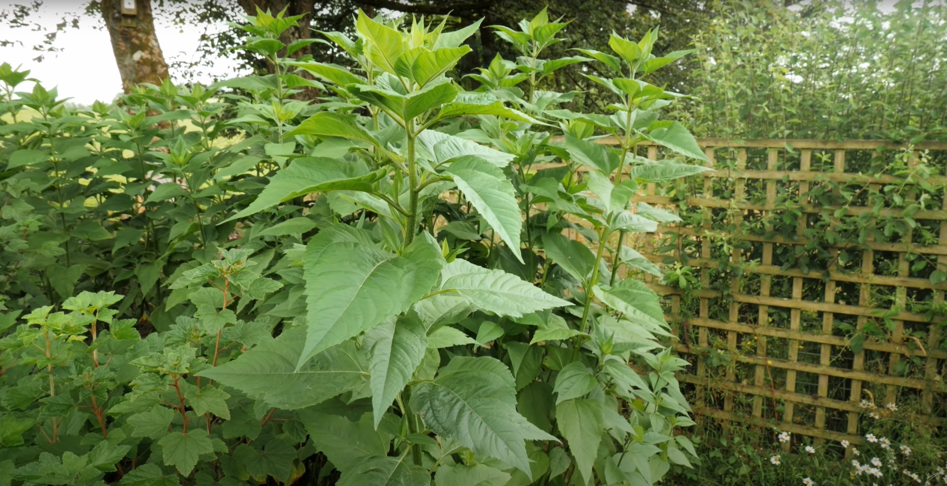 Jerusalem artichoke stem with large leaves