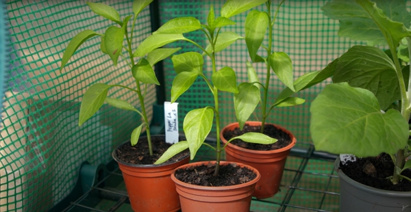 Peppers in pots