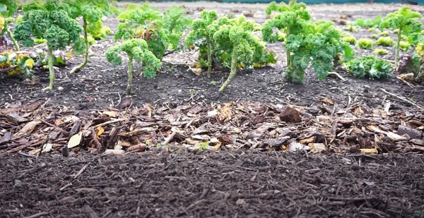 Woodchips on a pathway