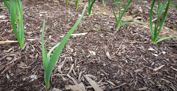 A bed for perennial crops in between 2 rows of garlic