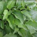 A comfrey plant