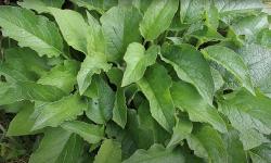 A comfrey plant