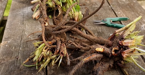 Large roots of comfrey, also called a “crown”