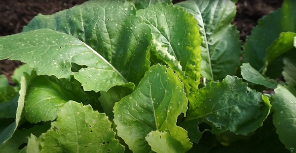 Damaged leaves from flea beetles