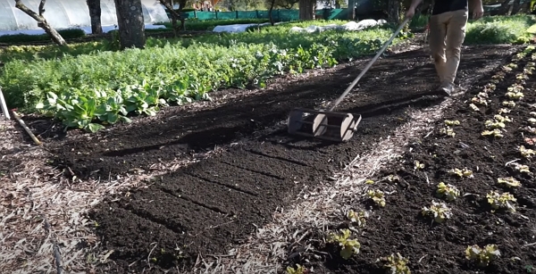 A man using a grider tool to mark the bed before transplanting plants