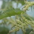 Close up on a female nettle