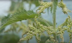 Close up on a female nettle