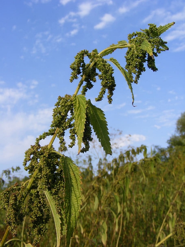 Female nettles green ripe seeds