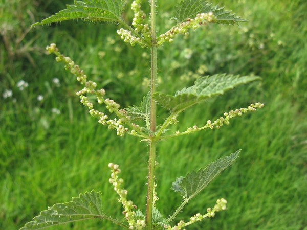 Male nettle seeds