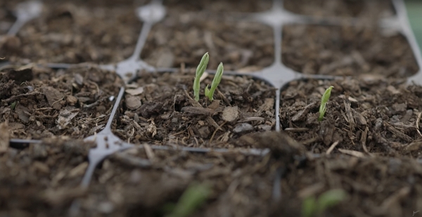 A seedling barely coming out from a module