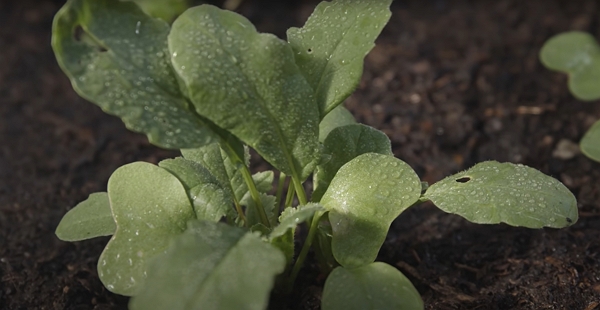 A young plant being spread