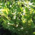 Gooseberry bush with fruits