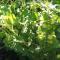 Gooseberry bush with fruits
