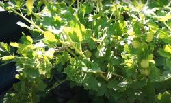 Gooseberry bush with fruits