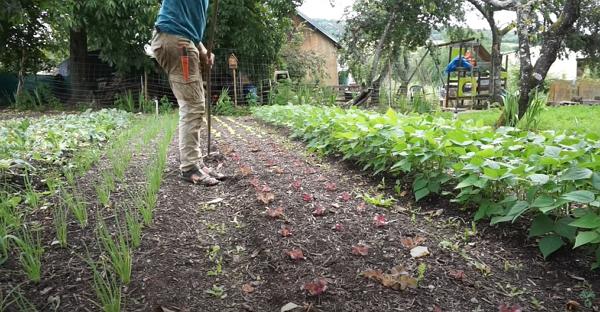 A man weeding alleys between garden beds