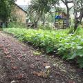 A man weeding alleys between garden beds