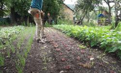 A man weeding alleys between garden beds