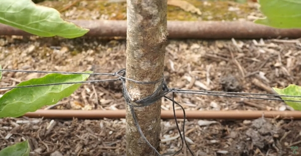 Strings attached to wood stakes