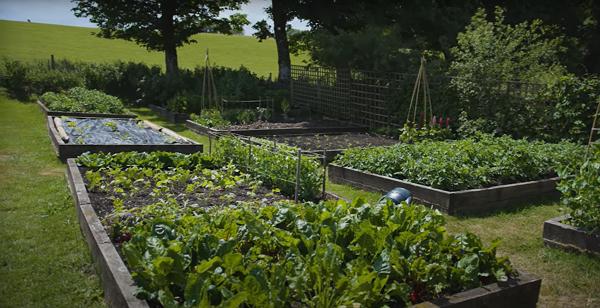 Huw's garden in June