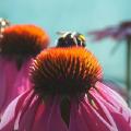 Bumblebees on Echinacea flowers