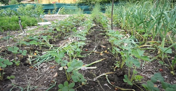 Harvested garlic from in between strawberries