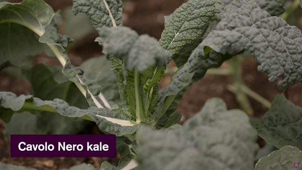 Cavolo Nero kale