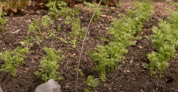 New carrots sown