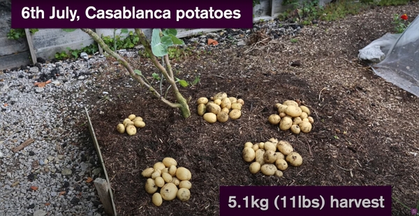 The harvest of potatoes