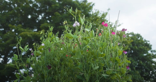 Colorful sweet peas