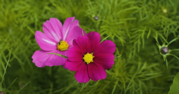 cosmos flowers