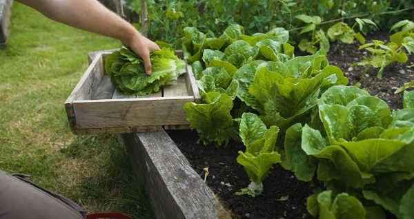 Harvesting lettuce