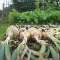 Harvested onions