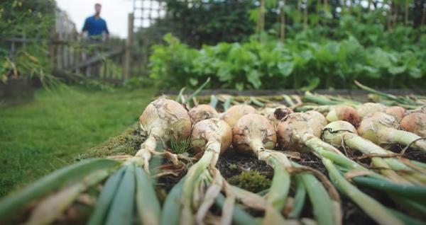 Harvested onions