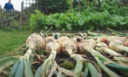 Harvested onions