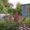 A small garden full of flowers