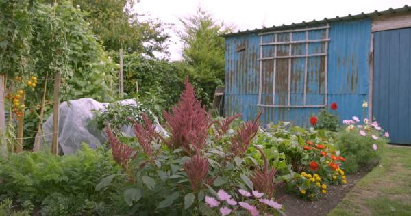 A small garden full of flowers