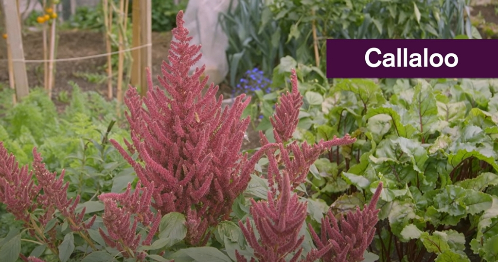 Callaloo flower, also known as aramanth